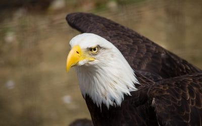 Over dat dubbeltje, dat never nooit een kwartje zou worden