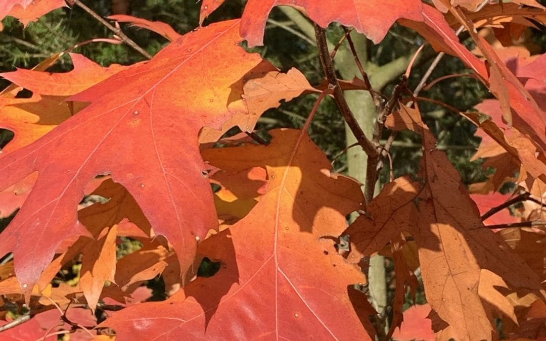Jouw schitterende talent-kleuren
