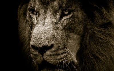 Hoe talent-krachtig ben jij?