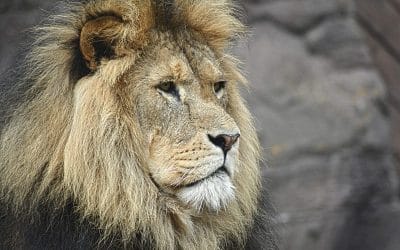 De eerste 3 tips die een krachtig leider in praktijk zou moeten brengen