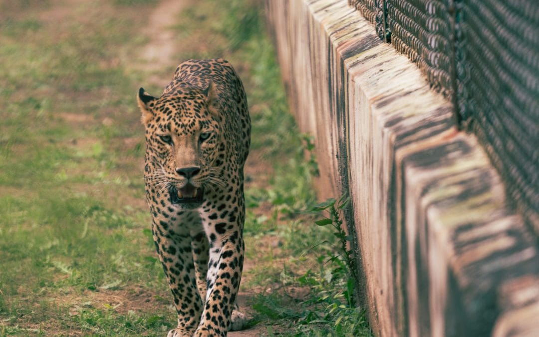 Daar gaat ze en zoveel schoonheid heb ik nooit gezien