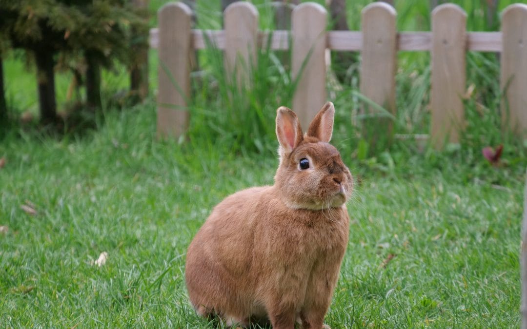 Een heldhaftige redding met een niet zo happy end