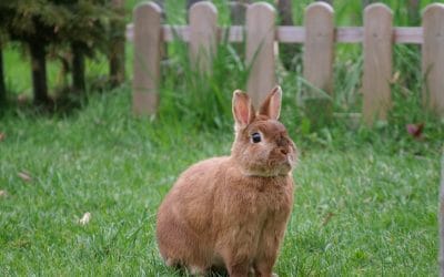 Een heldhaftige redding met een niet zo happy end
