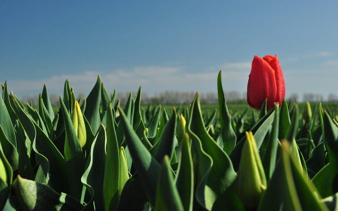 Bescheidenheid siert geen mens!