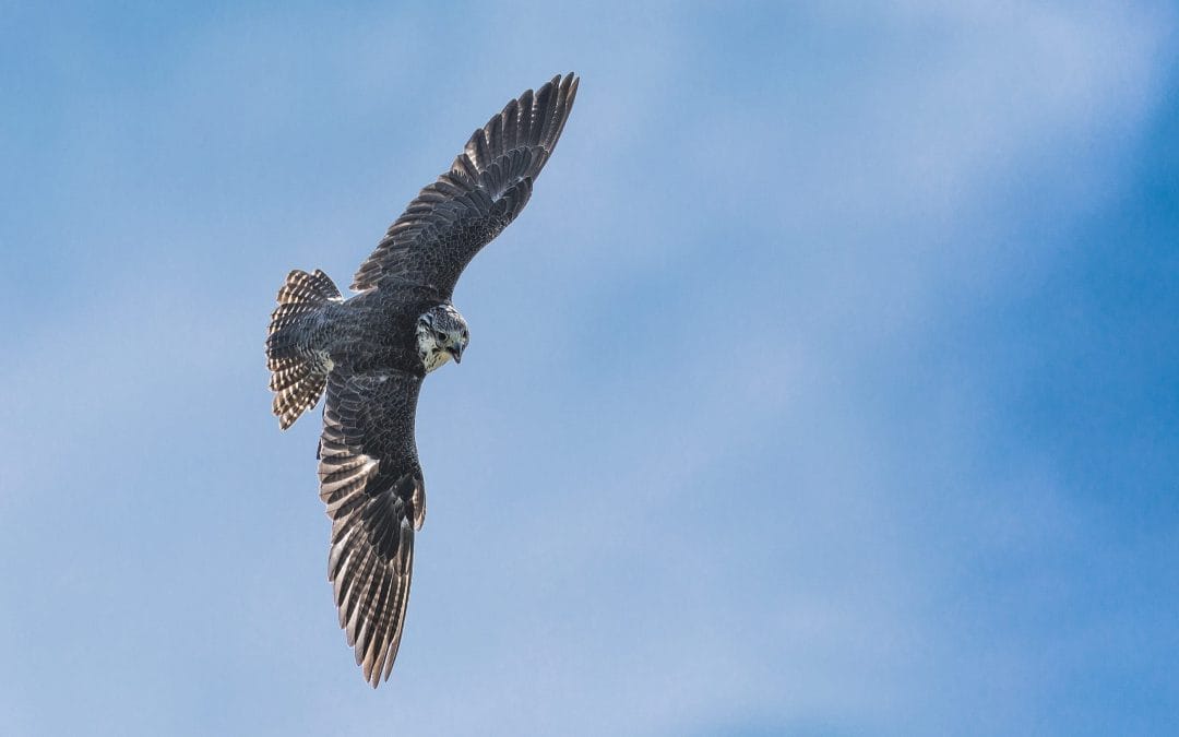 Als een kop zonder kip