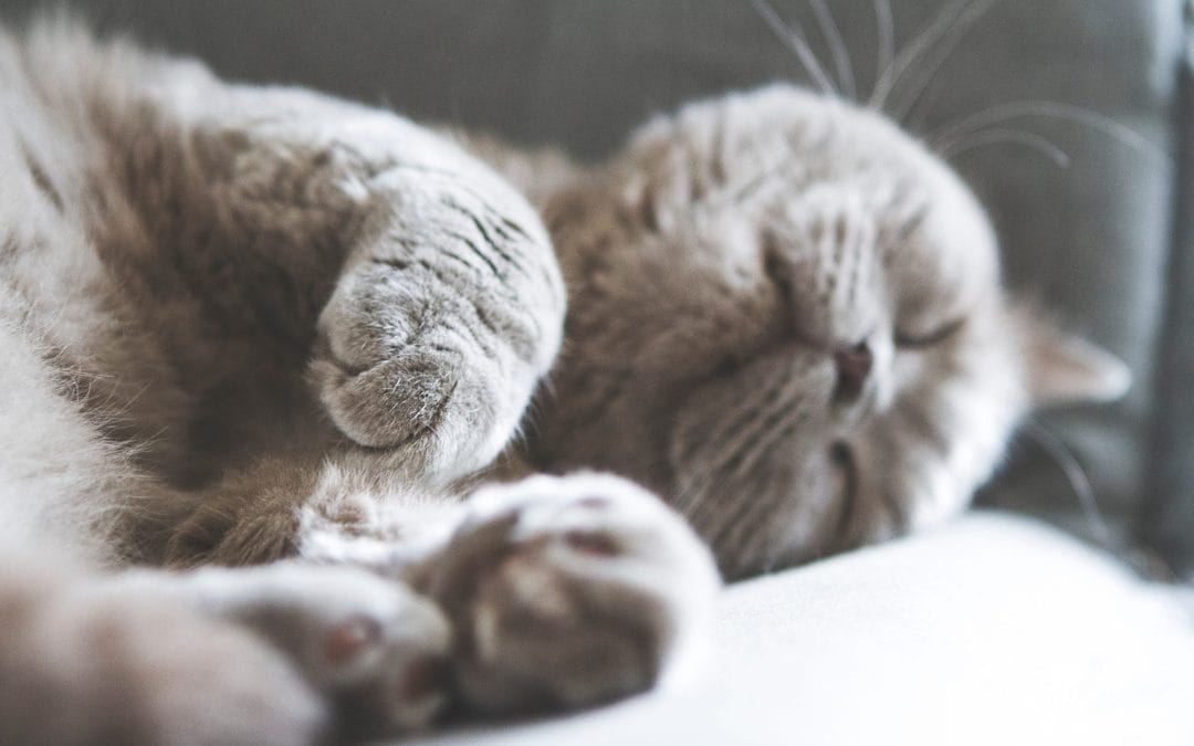 Een van de grootste dooddoeners en doodbloeiers..