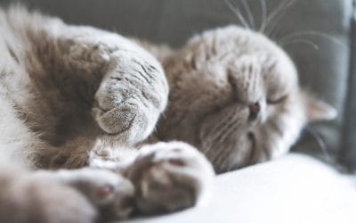 Een van de grootste dooddoeners en doodbloeiers..