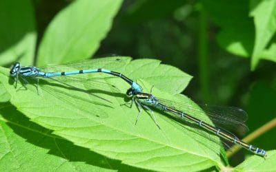 Onze grootste kracht is onze grootste valkuil..