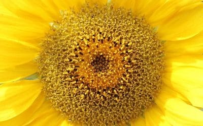 Stap 4: Dankbaarheid is de muziek van je hart