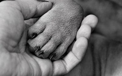 Dat ene onmisbare… dat maakt of kraakt