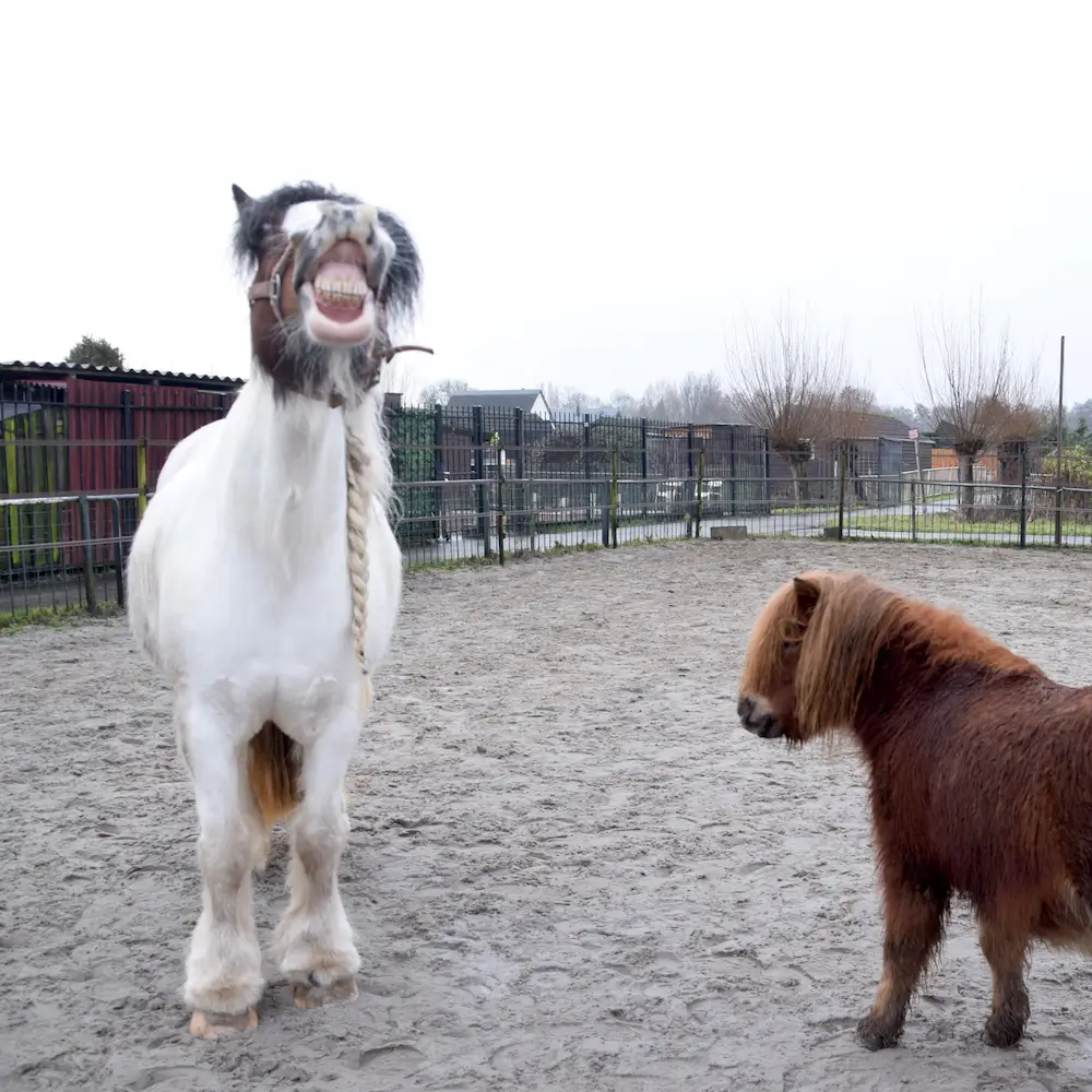 wat werken met paarden brengt